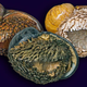 Illustration for article titled You Can Pick Up These Snails With a Magnet